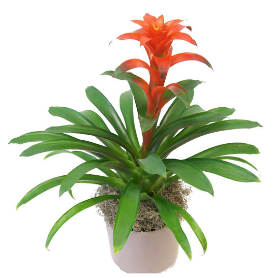 6" Guzmania Assortment